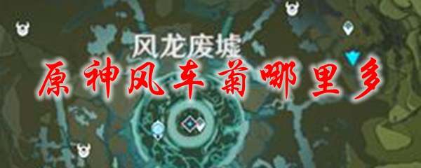 原神风车菊哪里多