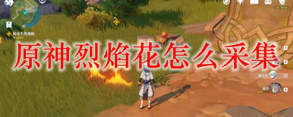 原神烈焰花怎么采集