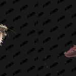 《魔兽世界》全锦绣谷新坐骑获得方法介绍